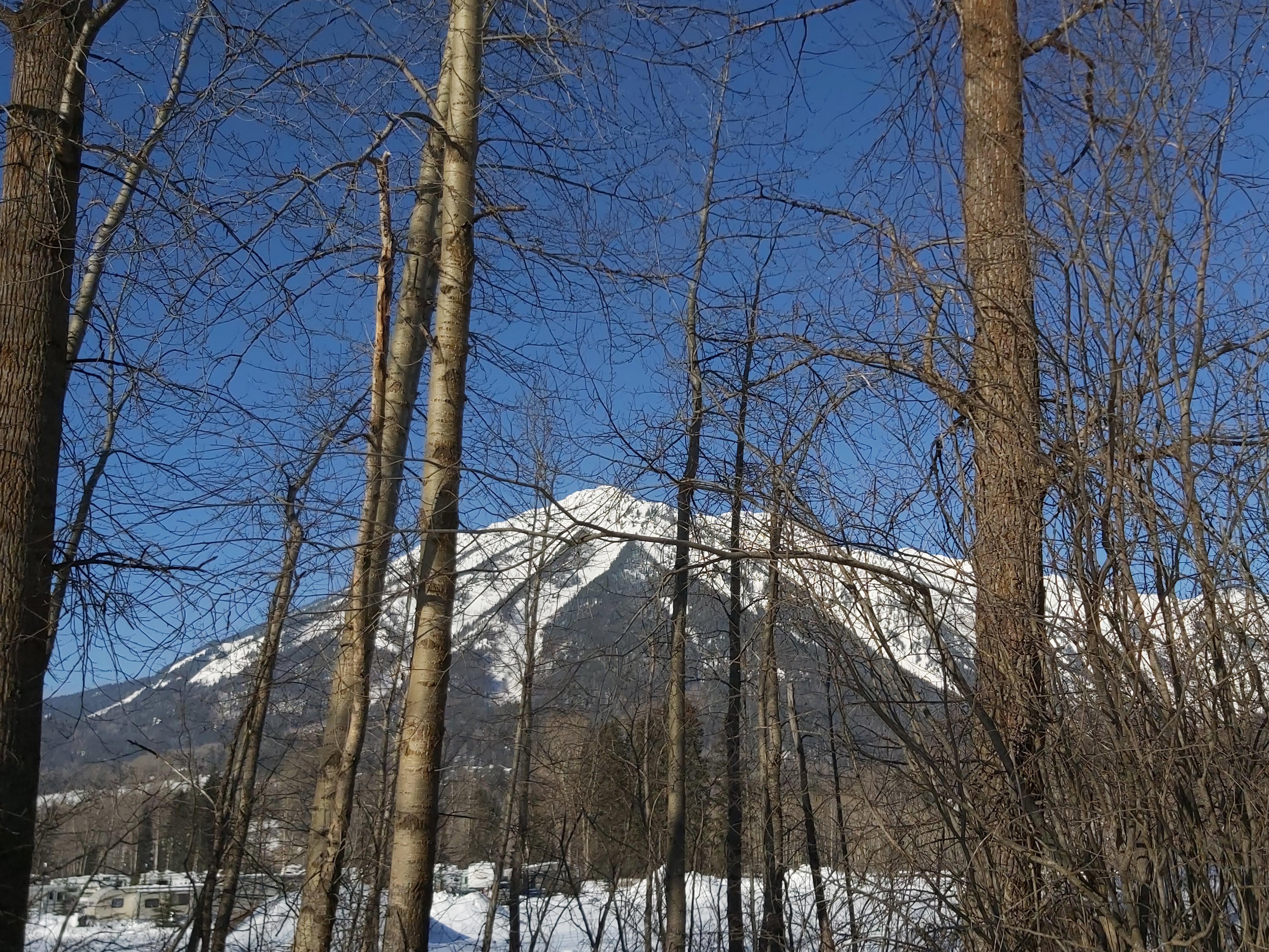 Mountain through trees